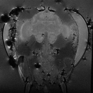 Illustration Biene in Grautönen